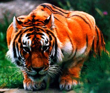 bengali_tigris.jpg